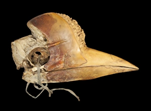 Carved Hornbill Skull Carved Hornbill Skull