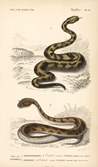 Cascabel rattlesnake and desert horned viper Cascabel rattlesnake and desert horned viper