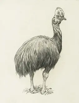 Raymond Sheppard Prints: Cassowary