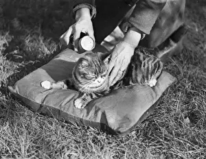 Prints of An unsuspecting cat is stroked and lulled into a false sense of security on a cushion before being dowsed in flea powder Cat Flea Prints: Cat Flea Powder Print