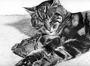 Retro Animal Images Prints: Cat and Frog