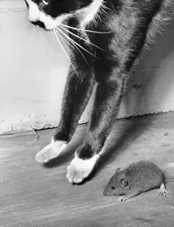 Vintage Cat Photography Prints: Cat and mouse