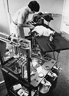 Veterinary Care For Cats Prints: Cat on Operating Table