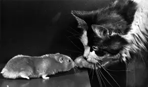 Vintage Cat Photography Prints: Cat and rat