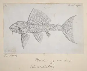 Catfish Drawing No 114 Print by Alfred Russel Wallace