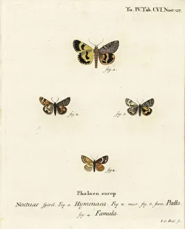 Catocala hymenaea, Amerila puella and Isturgia famula Catocala hymenaea, Amerila puella and Isturgia famula