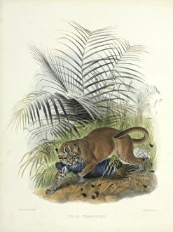 Catopuma temminckii, Asian golden cat Catopuma temminckii, Asian golden cat