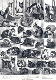 Our Cats: a domestic history by Louis Wain Our Cats: a domestic history by Louis Wain