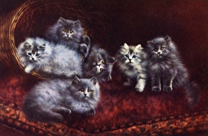 Cats and Kittens - A Bundle of Mischief Cats and Kittens - A Bundle of Mischief