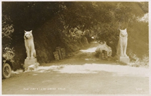 The Cats of Los Gatos, Santa Clara, California, USA The Cats of Los Gatos, Santa Clara, California, USA
