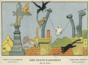 Cats on a roof, Les Images en Musique Cats on a roof, Les Images en Musique