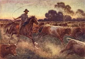Australian Rural Landscape Photography Prints: Cattle Rush, Australia