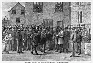 Charles Stewart Parnell Image Prints: Cattle Seized