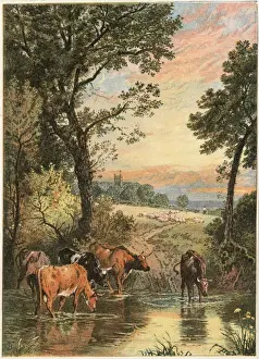 Cattle in Stream Print