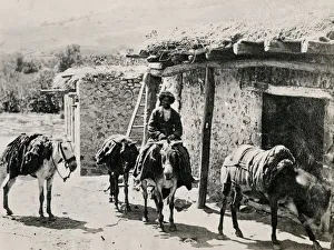 Caucasus Georgia Tiflis Tblisi - Caucasian pack mules Caucasus Georgia Tiflis Tblisi - Caucasian pack mules