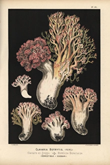 Cauliflower coral mushroom, Ramaria botrytis, edible Cauliflower coral mushroom, Ramaria botrytis, edible