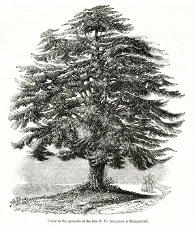 Cedar of Lebanon, Hampstead, NW London Cedar of Lebanon, Hampstead, NW London