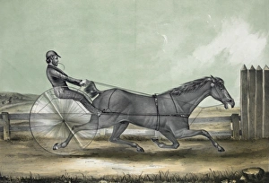 The celebrated trotting horse trustee as he appeared in his The celebrated trotting horse trustee as he appeared in his