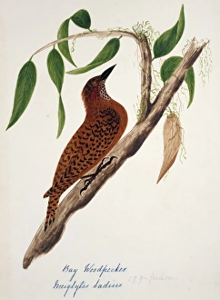 Celeus brachyurus, rufous woodpecker Celeus brachyurus, rufous woodpecker