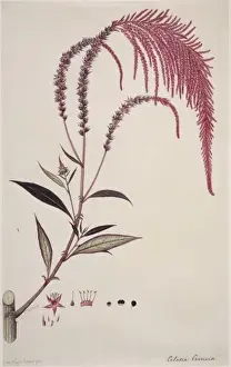 Dicotyledonous Flowering Plants Prints: Celosia cernua, cockscomb