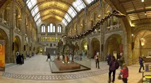 Natural History Museum Interior Prints: Central Hall