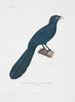 Centropus menbeki, greater black coucal Centropus menbeki, greater black coucal