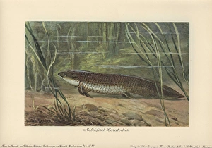 Ceratodus latissimus, extinct sarcopterygiian Ceratodus latissimus, extinct sarcopterygiian