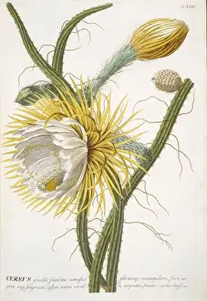 Georg Dionysius Ehret Art Prints: Cereus sp. cactus