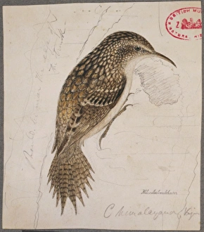 Certhia himalayana, himalayan treecreeper Certhia himalayana, himalayan treecreeper