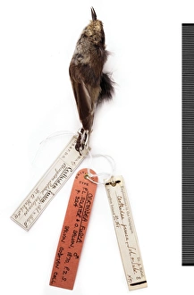Certhidea olivacea fusca, warbler-finch Certhidea olivacea fusca, warbler-finch