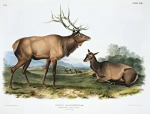 John James Audubon Prints: Cervus elaphus, red deer