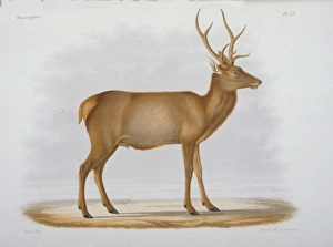 Cervus xanthopygus Cervus xanthopygus