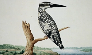 Ceryle rudis, pied kingfisher Ceryle rudis, pied kingfisher