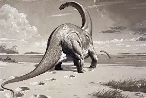 Prehistoric England Prints: Cetiosaurus