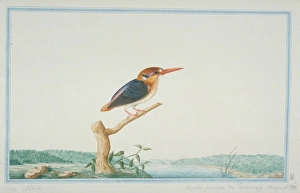 Ceyx erithaca, Oriental dwarf kingfisher Ceyx erithaca, Oriental dwarf kingfisher