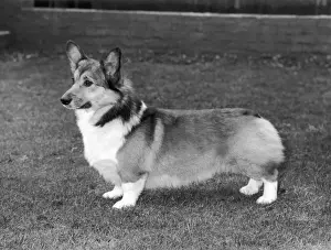 Rare Dog Breeds UK Prints: CH Evancoyd Audacious