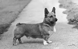 Welsh Corgi Breed Prints: CH Knowland Clipper