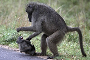 Chacma / Cape Baboon - adult shouting at juvenile Chacma / Cape Baboon - adult shouting at juvenile