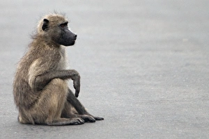 Chacma / Cape Baboon - sitting on the road Chacma / Cape Baboon - sitting on the road