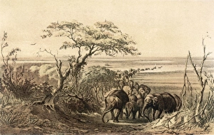 Chad/Lake Chad/Elephants Chad/Lake Chad/Elephants