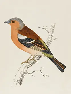 Prints of (Fringilla coelebs). Coelebs means bachelor, and refers to the birds habit of temporary separation from its mate Finch Prints: Chaffinch Print (Fringilla coelebs), a watercolour depiction of the bird