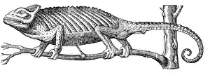 Chameleon Print from Topsell's 1658 Illustration