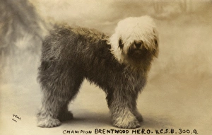 Champion Brentwood Hero - Old English Sheepdog Champion Brentwood Hero - Old English Sheepdog