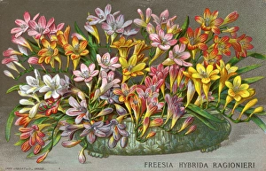A Champion Hybrid Freesia (Ragionieri) from the Antibes A Champion Hybrid Freesia (Ragionieri) from the Antibes