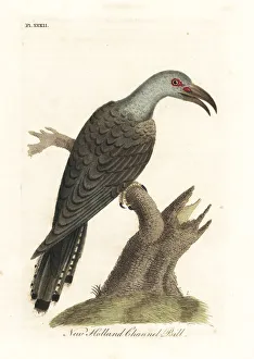 Channel-billed cuckoo, Scythrops novaehollandiae Channel-billed cuckoo, Scythrops novaehollandiae