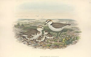 Charadrius alexandrinus, Kentish plover Charadrius alexandrinus, Kentish plover
