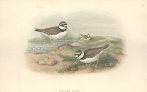 Charadrius dubius, little ringed plover Charadrius dubius, little ringed plover