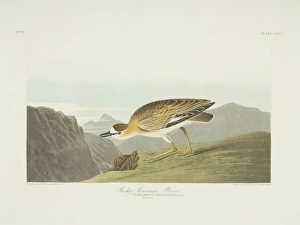 Charadrius montanus, mountain plover Charadrius montanus, mountain plover