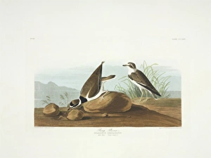 Charadrius semipalmatus, semipalmated plover Charadrius semipalmatus, semipalmated plover