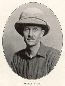 Prints of CHARLES WILLIAM BEEBE American naturalist and explorer Charles Williams Prints: Charles William Beebe Print